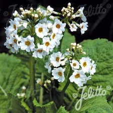Primula japonica alba for sale  SALTASH