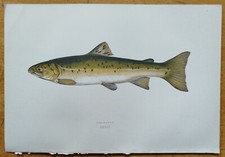 Meerforelle riginal fischdruck gebraucht kaufen  Neuendettelsau