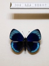 Callithea leprieuri männchen gebraucht kaufen  Halle