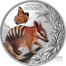 Baby numbat cute usato  Ciampino