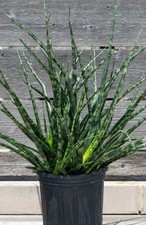 Sansevieria fernwood mikado for sale  Winterville