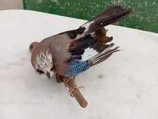 Taxidermie oiseaux d'occasion  Caen