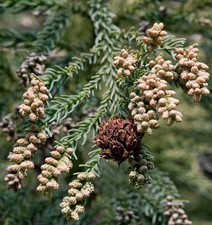 Cryptomeria japonica japanese usato  Napoli