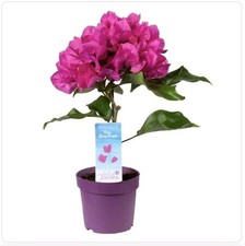 Bougainvillea vera deep for sale  BARKING