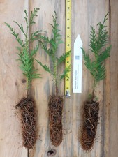 Western red cedar for sale  Albany
