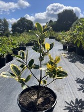 Ilex golden king for sale  STOKE-ON-TRENT