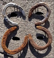 Horse shoes ridden for sale  Collbran