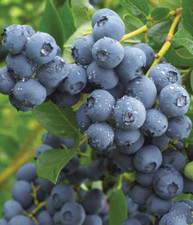 Blueberry plants duke for sale  UK