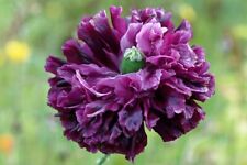 MAK DOUBLE VIOLET BLUSH - Papaver somniferum 25+ nasion Z 189, używany na sprzedaż  Wysyłka do Poland