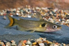 Pack sun catfish for sale  Haslet