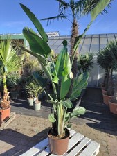 Strelitzia nicolai 200 gebraucht kaufen  Nordkirchen