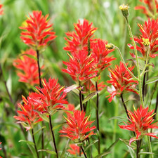 Indian paintbrush seeds for sale  Denver
