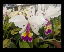Cattleya hardyana bloom for sale  San Francisco