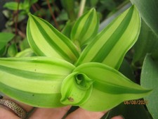 Large tradescantia melkenoff for sale  WARRINGTON