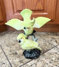 grey babies cockatiels for sale  New Lenox
