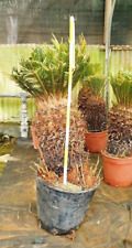Cycas esemplari grossi usato  Ragusa