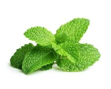 Semi menta piperita usato  Reggio Calabria