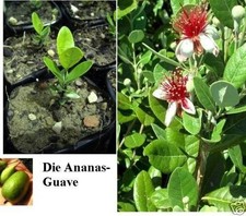 Winterharte ananasguave pflanz gebraucht kaufen  Kaiserslautern