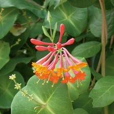 Easy grow honeysuckle for sale  San Marcos