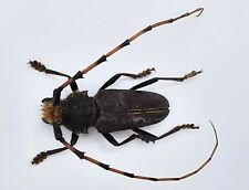 Cerambycidae dorcacerus barbat gebraucht kaufen  Wadern