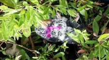 Cache geocaching stein gebraucht kaufen  Bielefeld
