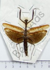 *** BEETLES, (252433) , Dictyoptera, Mantodae sp.  , Java *** comprar usado  Enviando para Brazil