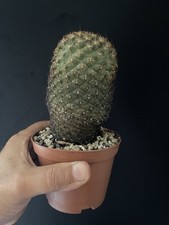 Cactus gymnocactus ysabelae d'occasion  Aire-sur-l'Adour
