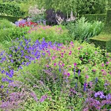 Assorted cottage garden for sale  PRESTON