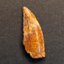 Abelisaurier zahn 0cm gebraucht kaufen  Stuttgart