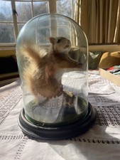stuffed squirrel for sale stuffed squirrel for sale PETERBOROUGH