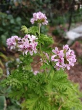 Pelargonium citronella lemon for sale  Castro Valley