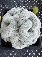 Mammillaria humboldtii cristat for sale  Jurupa Valley