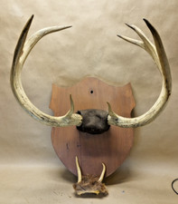 Large point whitetail for sale  Temperance