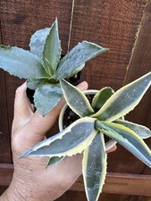 Two americana agaves for sale  San Diego