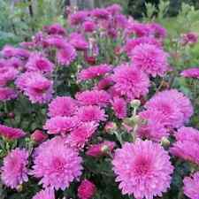 Hardy chrysanthemum emily for sale  NOTTINGHAM