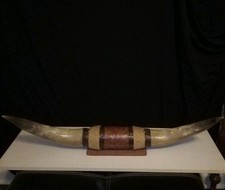 texas long horn for sale  Kennesaw