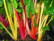 Rainbow swiss chard for sale  Deltona