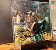 weird taxidermy for sale weird taxidermy for sale Ingleside