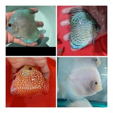Pack discus fish for sale  San Jose