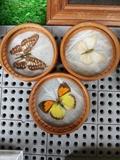 1960s 70s butterfiles for sale  BOLTON