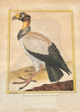 Oiseaux rapace urube d'occasion  Paris IX