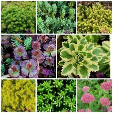 Hardy sedum rooted for sale  BISHOP'S STORTFORD