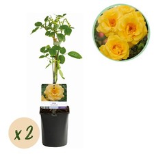 Kletterrose rosa spring gebraucht kaufen  Düsseldorf