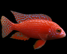Live dragon blood for sale  National City