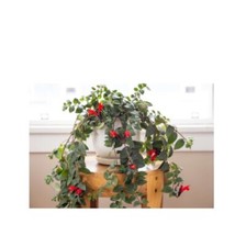 Lipstick plant tiger for sale  Danielson