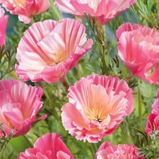 Californica poppy thai for sale  UK