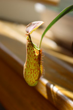 Nepenthes zakriana flared for sale  SOUTHAMPTON