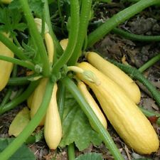 Straightneck squash seeds for sale  Snyder