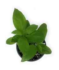 Night blooming jasmine for sale  Deland