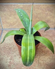 Agave weberi mediopicta gebraucht kaufen  Ludwigshafen am Rhein